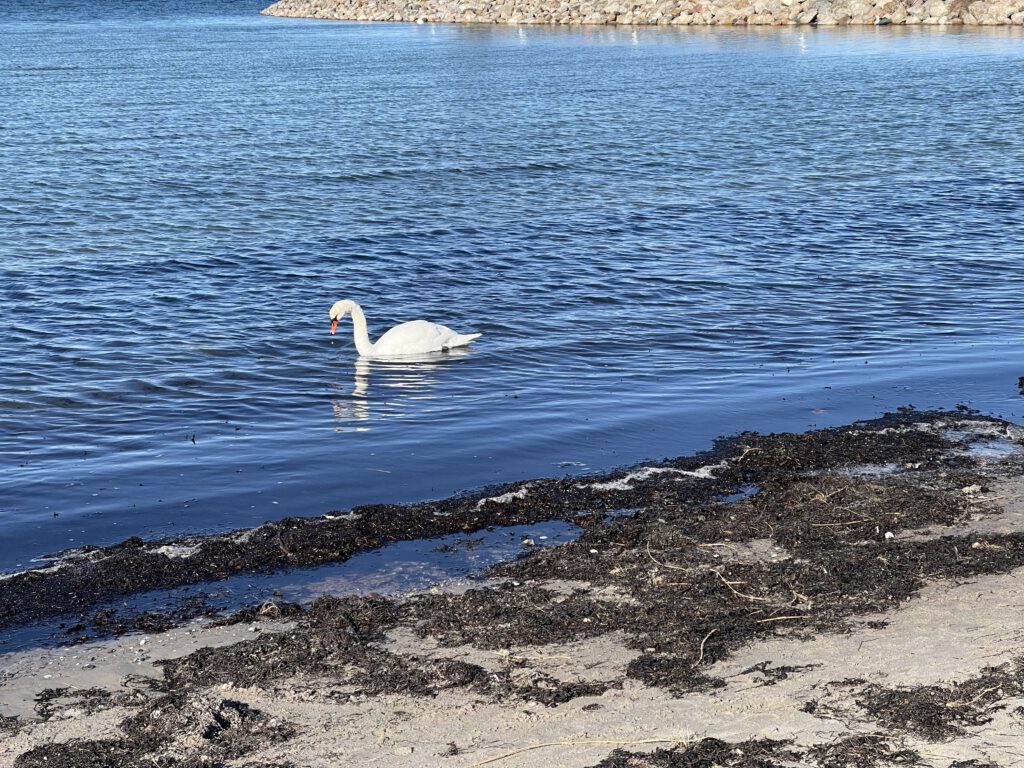 Schwan im Meer