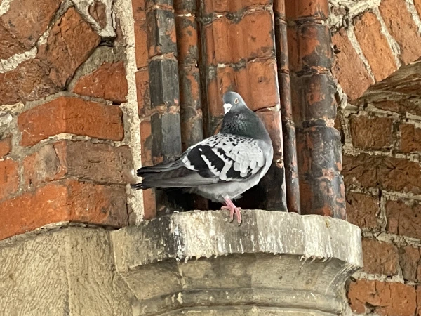 Taube auf dem Stadttor in Lübeck