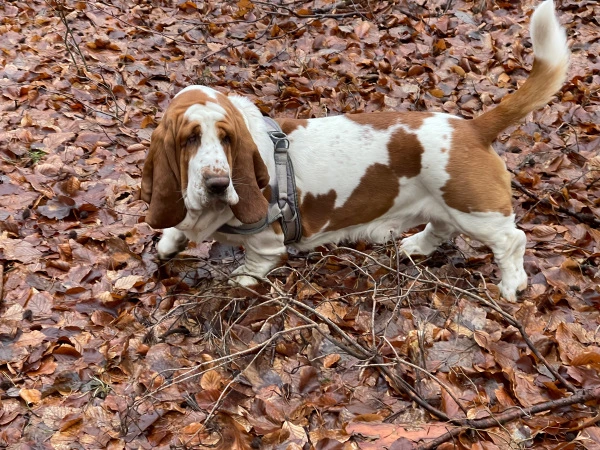 Basset Hound auf Entdeckungstour im Wald