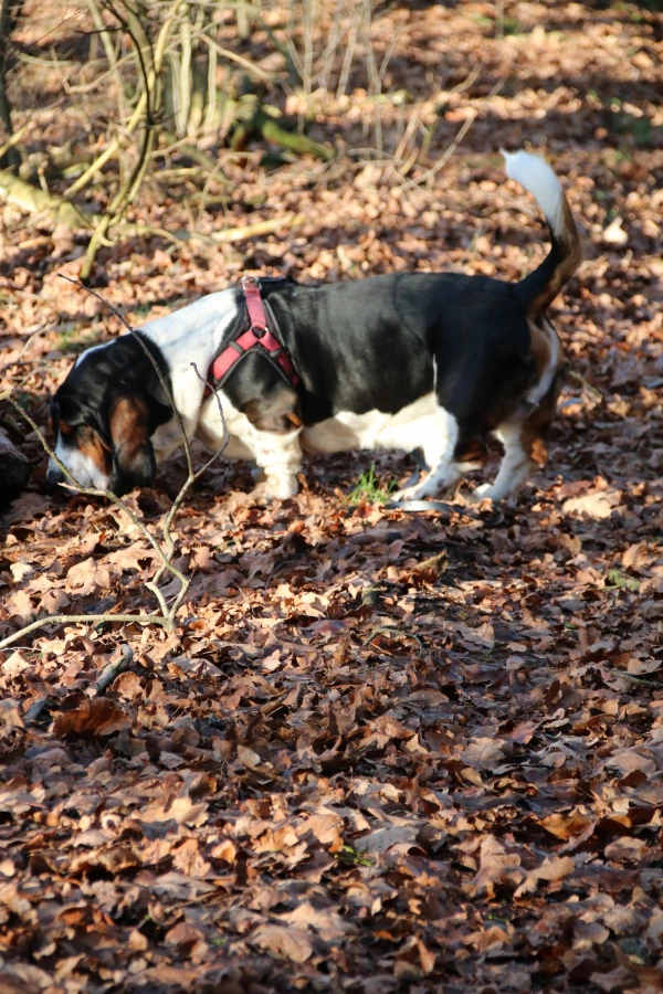 Tricolor Basset Hound sucht im Wald 